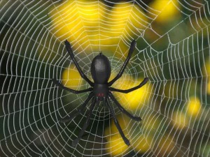 tarantula 3D Model