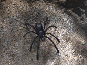 tarantula 3D Model