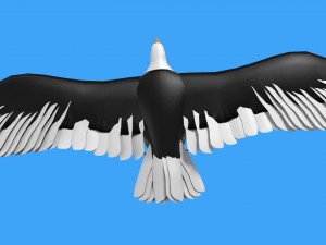 baldeagle 3D मॉडल