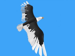 baldeagle 3D मॉडल