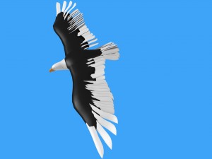 baldeagle 3D मॉडल