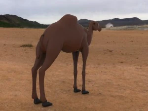 camel 3D Model