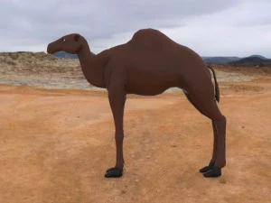 camel 3D Model