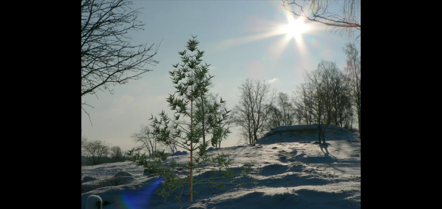 pine 3D Model .c4d .max .obj .3ds .fbx .stl .blend 
