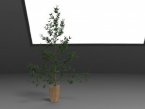 pine 3Dモデル