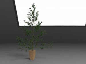 pine 3D Model