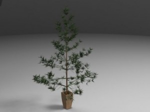 pine 3Dモデル