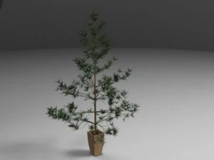pine 3D Model