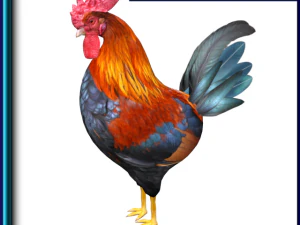 gallo Modello 3D