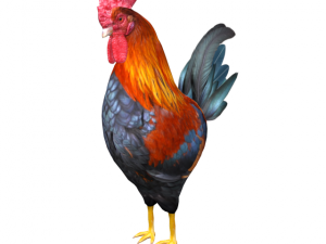rooster Model 3D