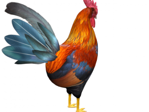 rooster Model 3D