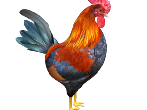 rooster Model 3D