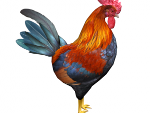 rooster Model 3D