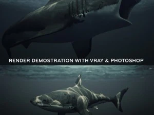 great white shark 3D Model