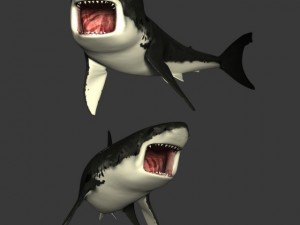 great white shark Model 3D