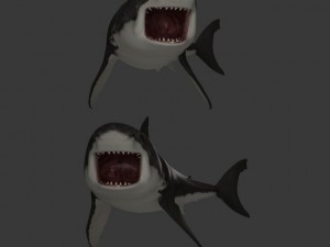 great white shark Model 3D