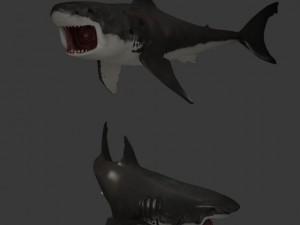 great white shark Model 3D