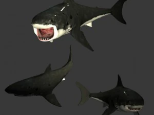 great white shark 3D Model