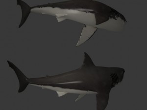 great white shark Model 3D