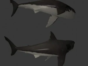 great white shark 3D Model