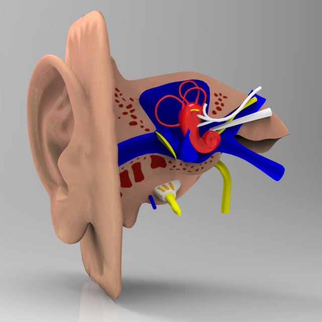 human ear 3Dモデル .c4d .max .obj .3ds .fbx .stl .blend 