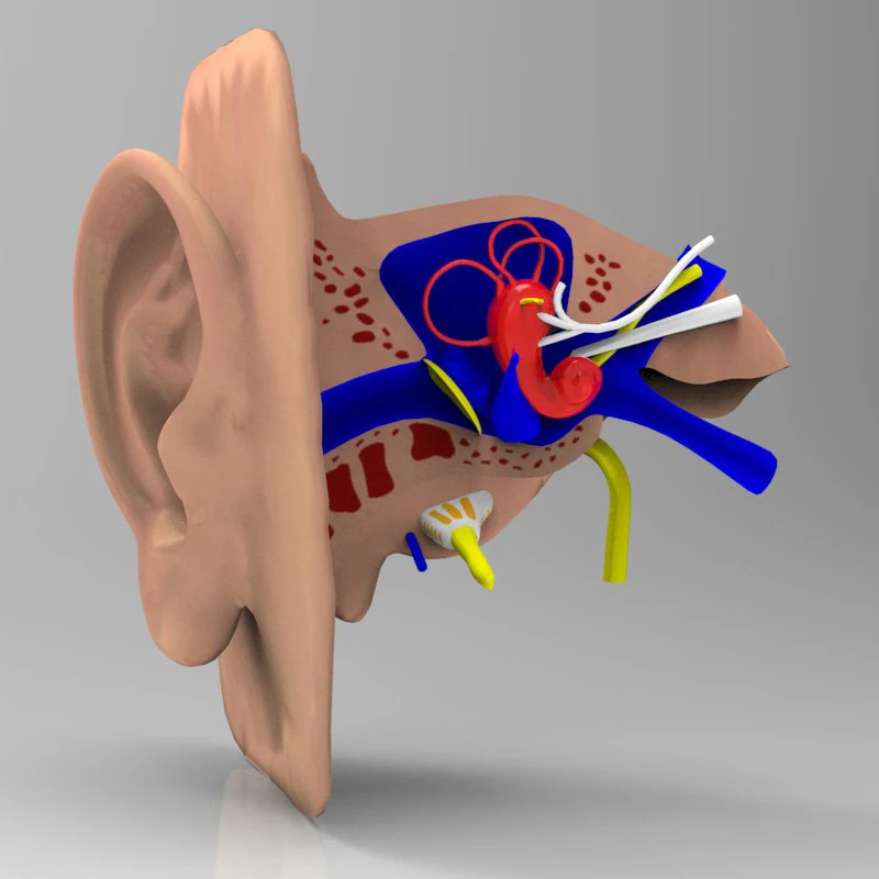 human ear 3D Model .c4d .max .obj .3ds .fbx .stl .blend 