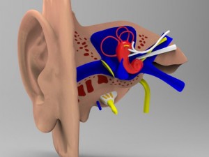 human ear 3Dモデル