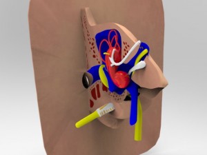 human ear 3Dモデル