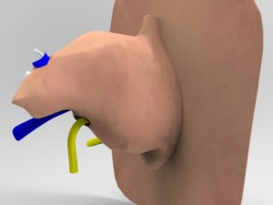 human ear 3Dモデル