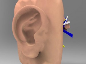 human ear 3Dモデル
