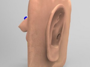 human ear 3Dモデル