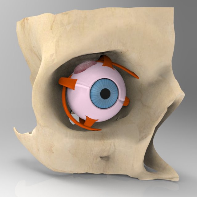 human eye Modelo 3D .c4d .max .obj .3ds .fbx .stl .blend 
