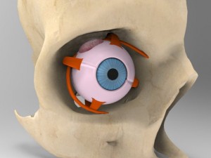 human eye 3Dモデル