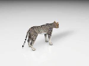 realistyczny gepard Model 3D