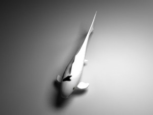 koi Modello 3D