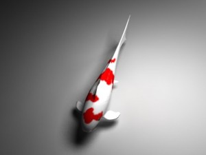 koi Modello 3D