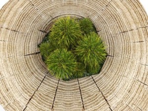 decorative stump Modelo 3D