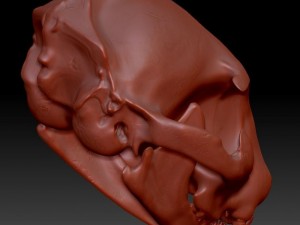 cat skull zbrush sculpture 3D-Modell