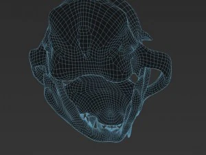 cat skull zbrush sculpture 3D Model