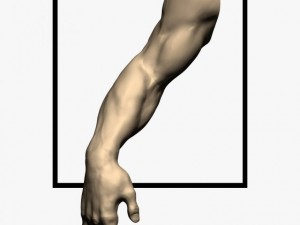 3d models arm sculpt high poly 3D Model