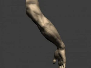 3d models arm sculpt high poly 3D Model