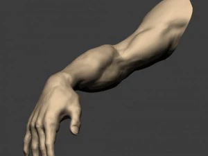 3d models arm sculpt high poly 3D Model