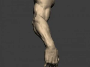 3d models arm sculpt high poly 3D Model
