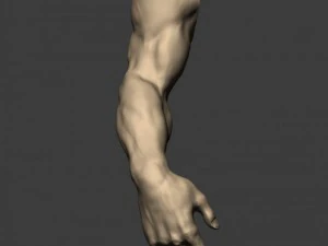 3d models arm sculpt high poly 3D Model
