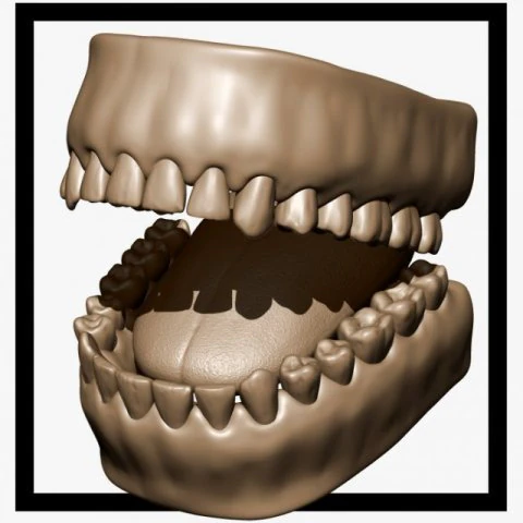 teeth and tongue 3D Model .c4d .max .obj .3ds .fbx .stl .blend 