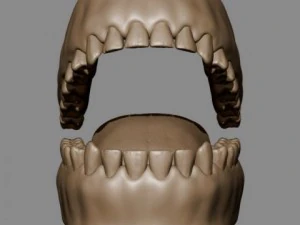 teeth and tongue 3D Model