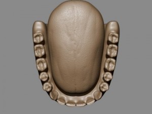 teeth and tongue Modelo 3D