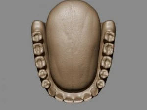 teeth and tongue 3D Model