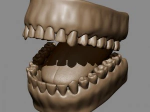 teeth and tongue 3D Model