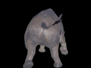 rino 3D 模型